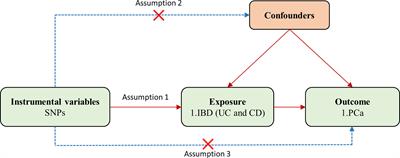 Inflammatory bowel disease and prostate cancer risk: a two-sample Mendelian randomization analysis